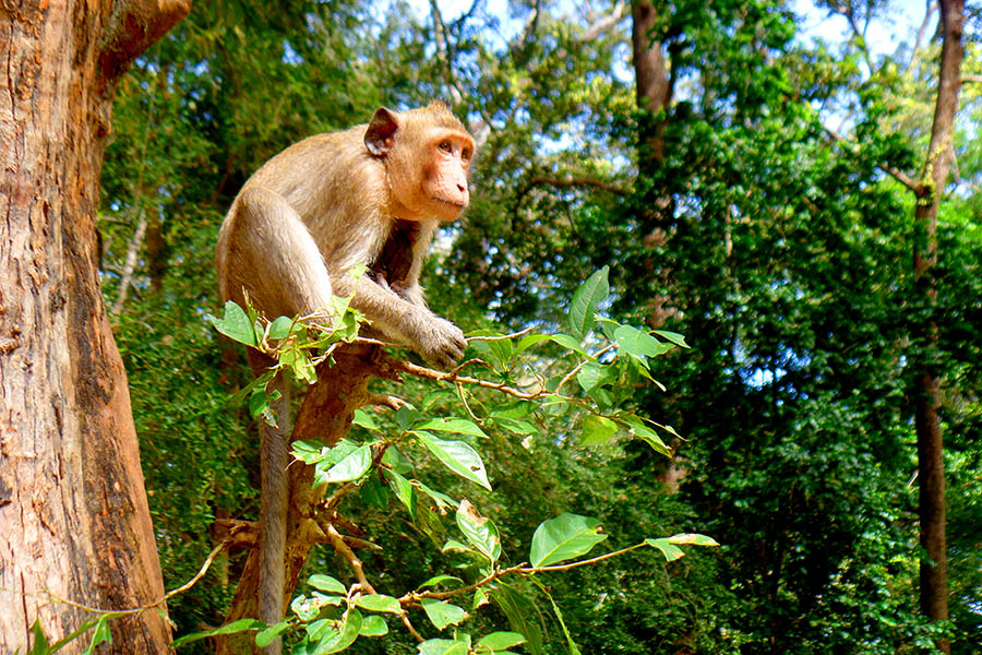 macacos em angkor